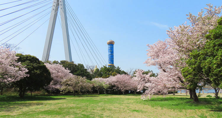 大阪北港マリーナの満開の桜