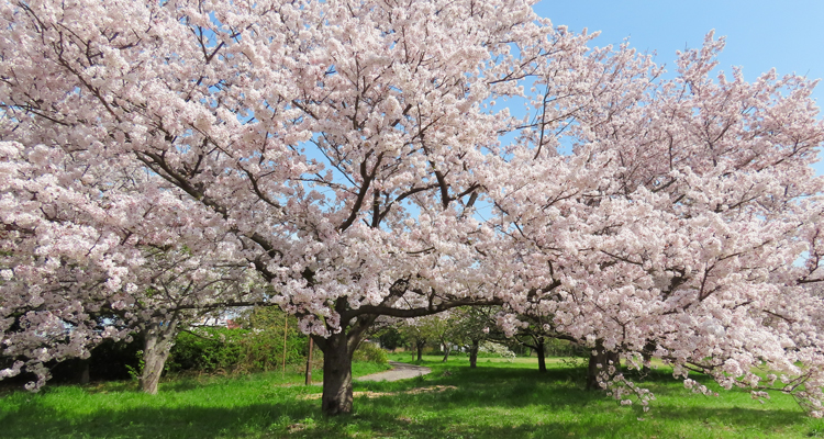 大阪北港マリーナの満開の桜