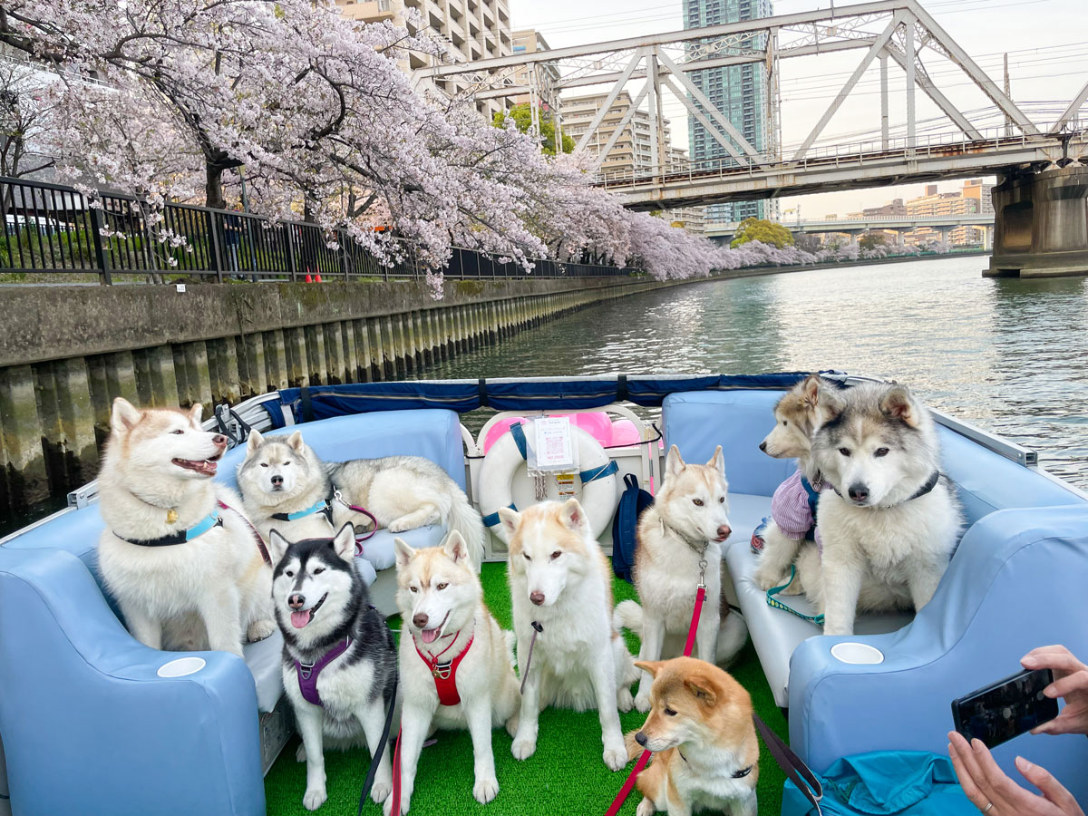 愛犬との特別なクルージング