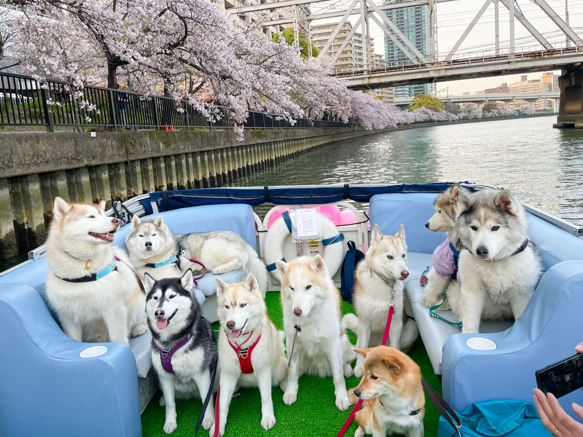 ペット同伴