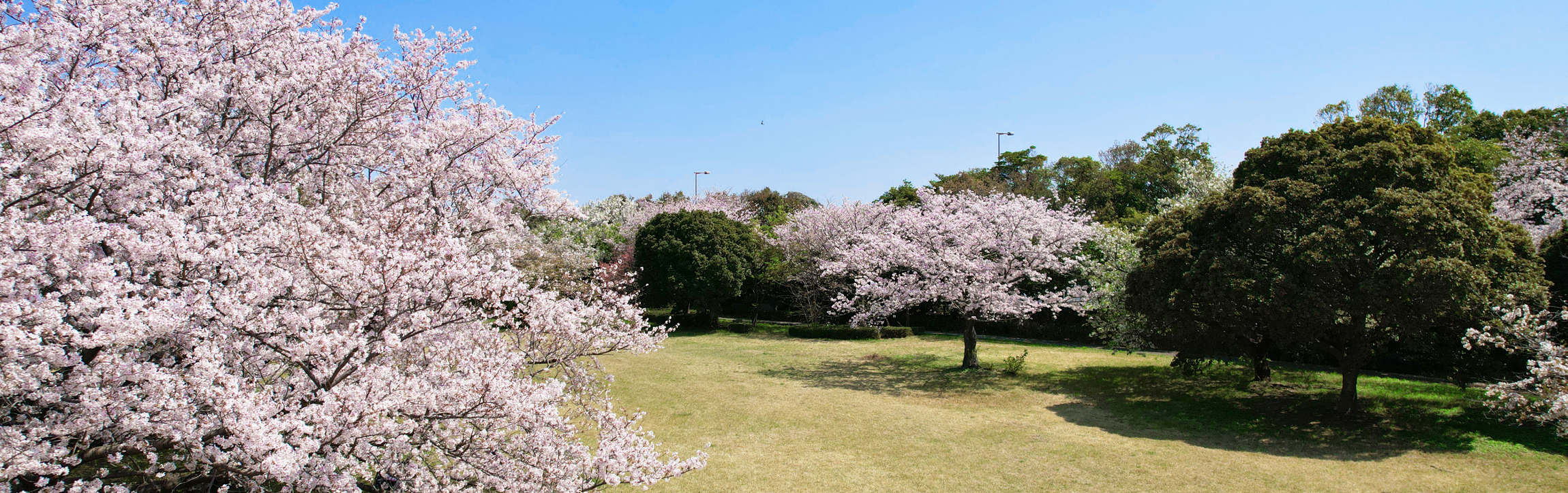桜開花